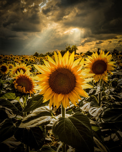 girasoli Wall Art