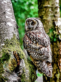 long eared owl Wall Art
