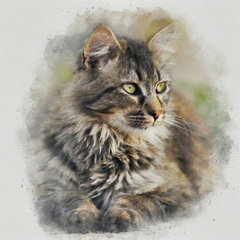 maine coon cat Wall Art