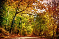 pathway through autumn leaves Wall Art