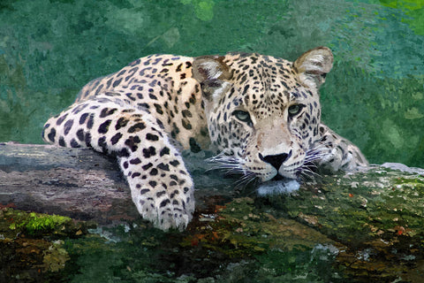 snow leopard Wall Art