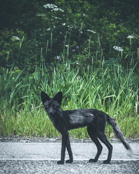 wildlife northern bc Wall Art