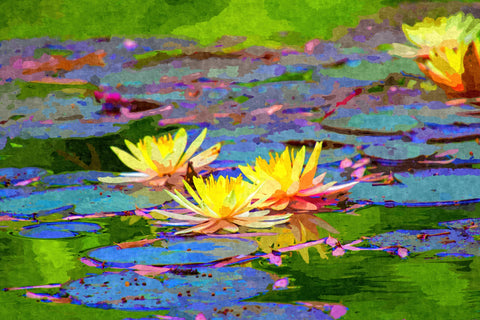 yellow water lillies Wall Art